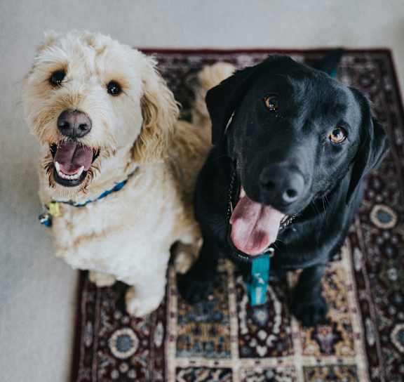 Two dogs sitting on the rug at AVIA Lofts on Parkway, Washington