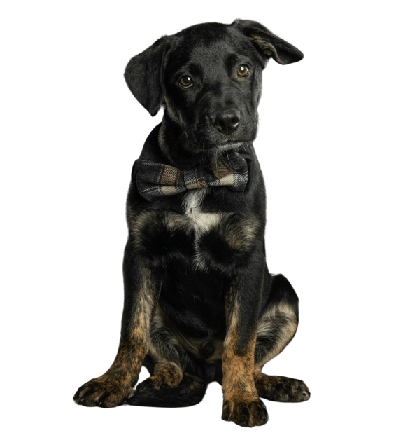 Brown Puppy at Circ Apartments in Richmond, VA 23220