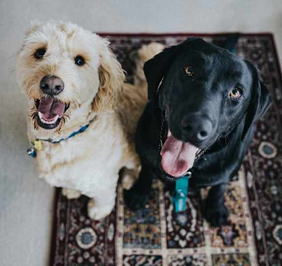 Pet Friendly at Avia Lofts at Maple Road, New York, 14221
