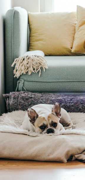 A dog is lying on a blanket in a living room.