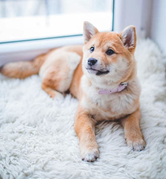 a brown and white dog laying on a rug next to a window
