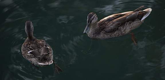 Two ducks are swimming in the water.
