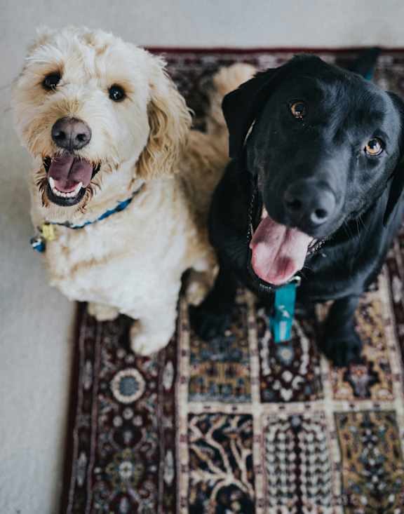 Dog Friendly at The View on 20th, Ogden, Utah