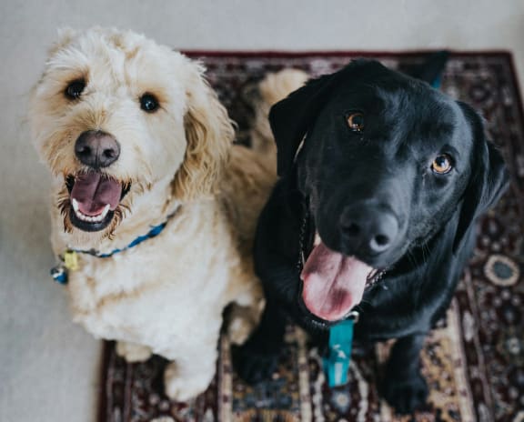 two dogs sitting on a rug on the floor