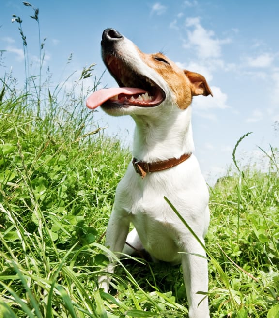 Smiling dog in sunshine and green grass at King's Court Apartments, OR 97006