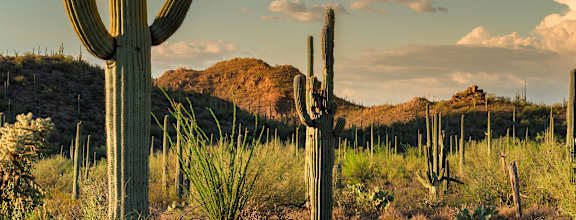 a saguaro cactus in the desert at sunset