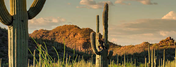 desert landscape at Avilla Deer Valley in Phoenix, AZ 85085