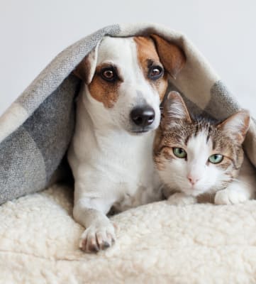 Cat and Dog on Pillow Under Blanket