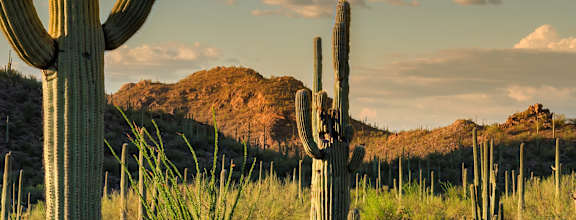 A cactus stands in a field with a blue sky above.