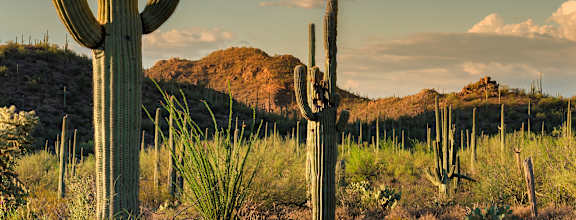 A cactus stands in a field with a blue sky above.