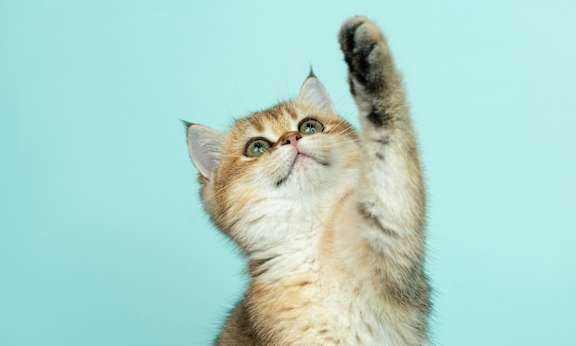 A cat with a striped coat is standing on its hind legs.