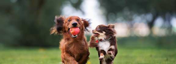 Two dogs running in a field at Riverwalk Apartments, Lawrence, Massachusetts