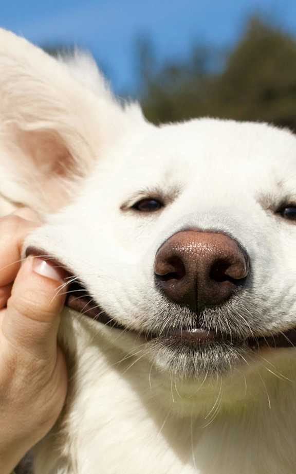 A person is petting a white dog's head.