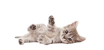 a cat laying on its back in a window