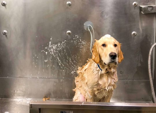 Dog Wash at The Asher, Alexandria, Virginia