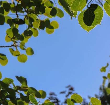 a heart shape in the leaves of a tree