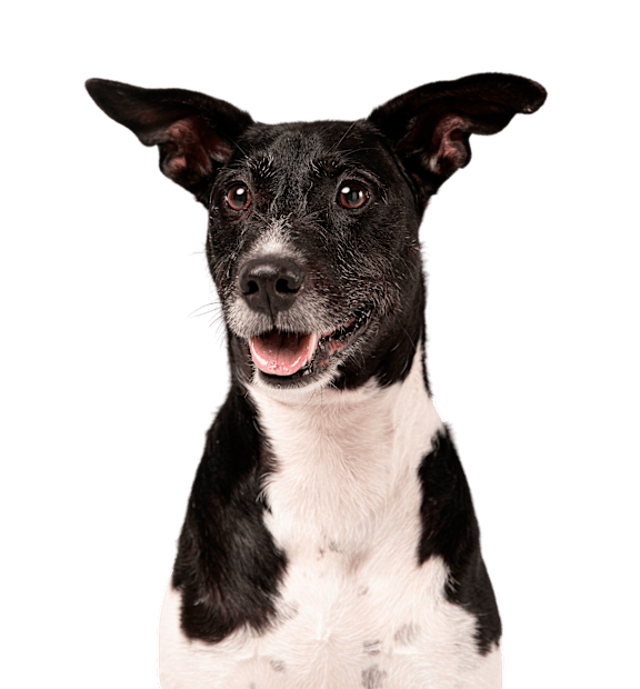 A black and white dog with a happy expression.