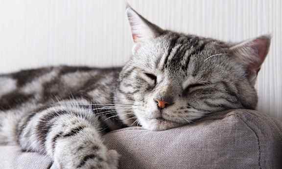 A cat with grey and black stripes is sleeping on a grey couch.