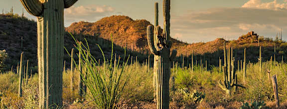 desert landscape at Avilla Deer Valley in Phoenix, AZ 85085
