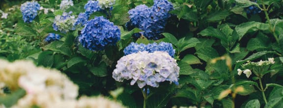 blue hydrangeas in a garden with green plants