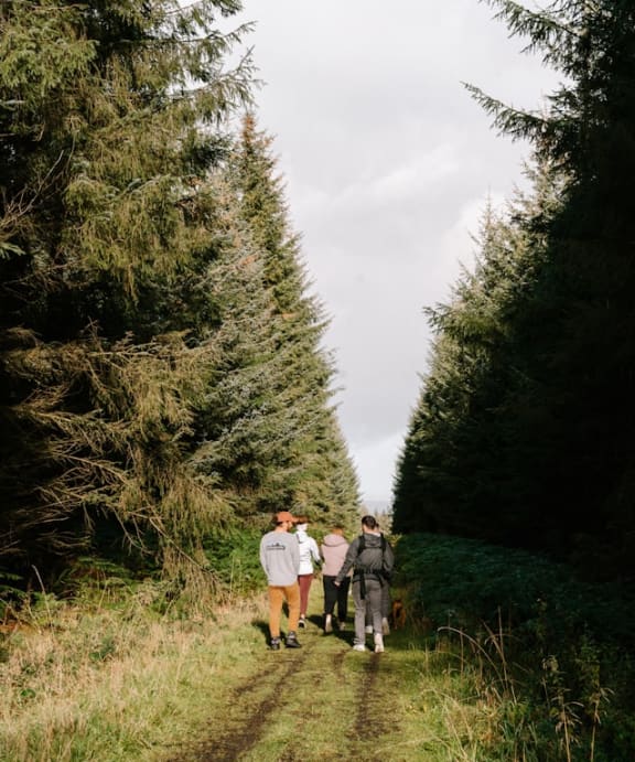 a group of people walking down a path between trees
