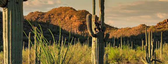desert landscape at Avilla Deer Valley in Phoenix, AZ 85085