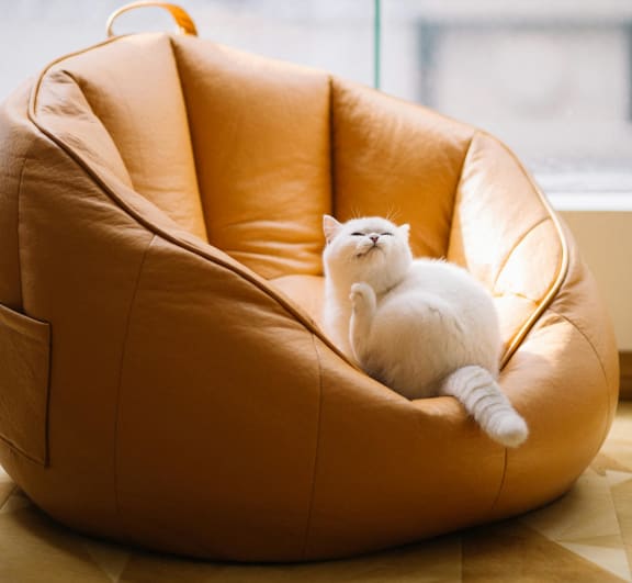 Woman and Cat on a Couch at The Waterford At Rocketts Landing Apartments, PRG Real Estate, Virginia, 23231