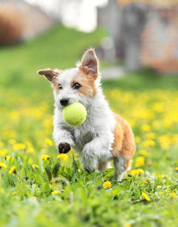 Small Dog Running Through Grass With Tennis Ball