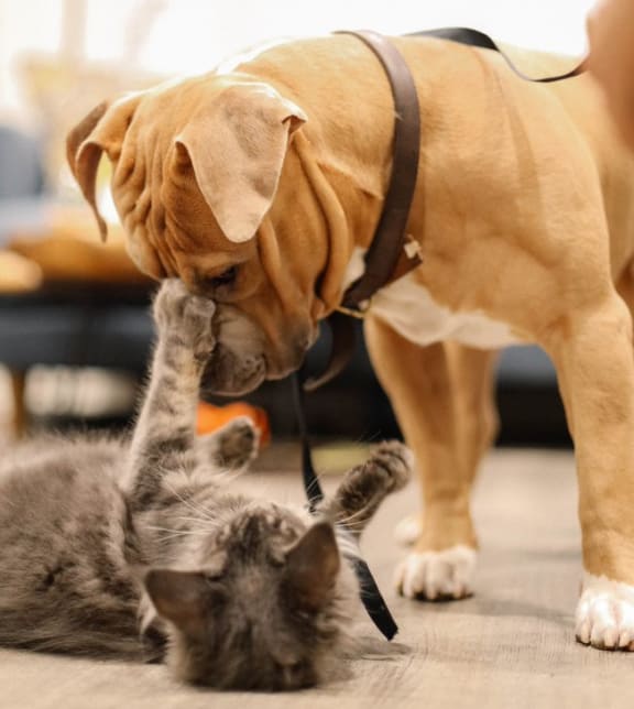a dog and a cat playing with each other