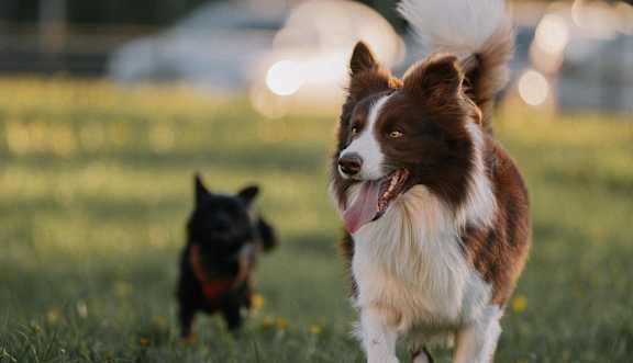 Two dogs playing in a grassy field.
