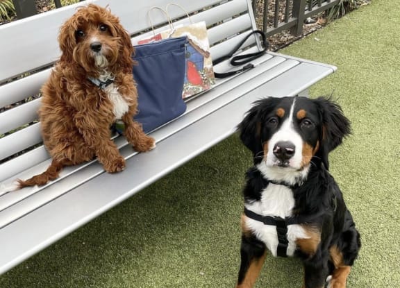 two dogs are sitting on a bench