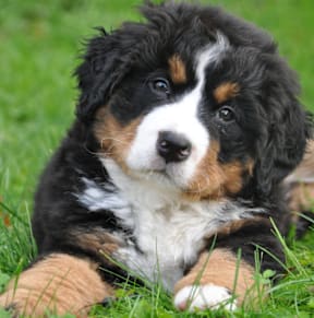 A Bernese Mountain Dog puppy is lying on the grass.