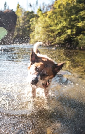 Adorable Dog Standing in River Shaking off Water