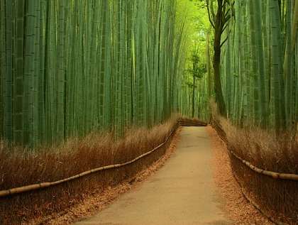 Bamboo Forrest walking path at Panda Properties
