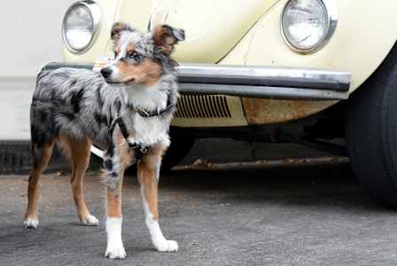 A dog standing in front of a yellow car.
