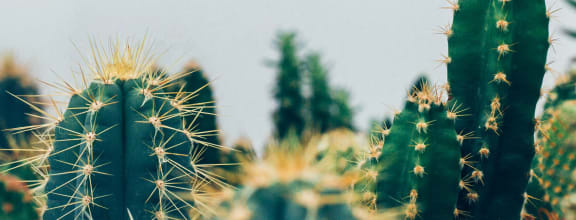 Stock Image of the Tops of Cacti in Front of White Background
