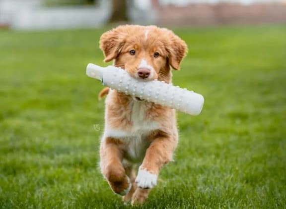 A dog is running with a white frisbee in its mouth.