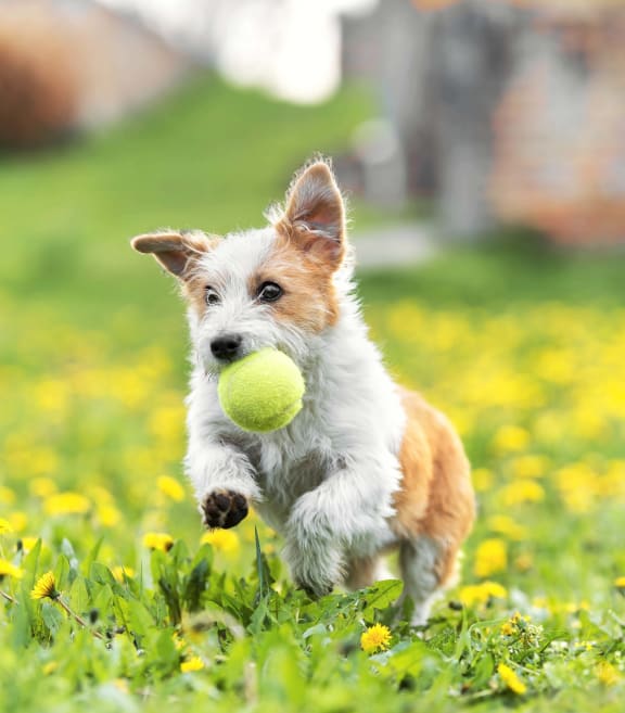 Small Dog Running Through Grass With Tennis Ball at Delta Pointe Apartments, Sacramento, California 95833
