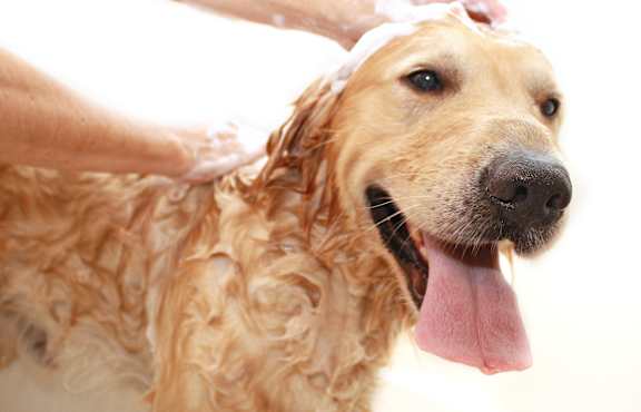 a dog being washed by a person with soap
