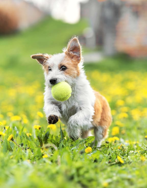 Small dog running through grass with a tennis ball in mouth