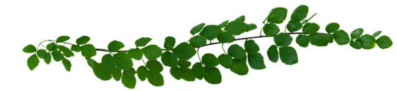A green plant with leaves growing on a black background.