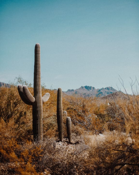 Cacti in the Desert on Clear Day