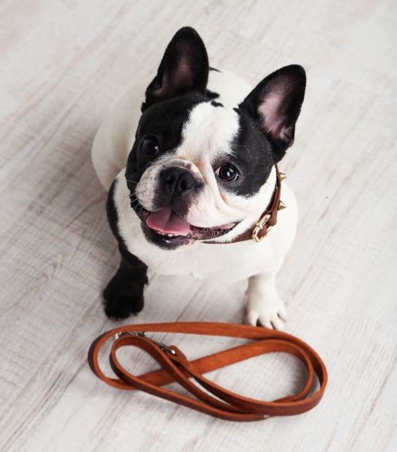 French Bulldog Smiling With Leash