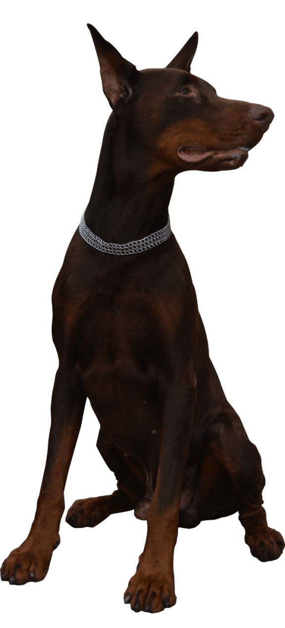 a dog with a collar sitting on a black background