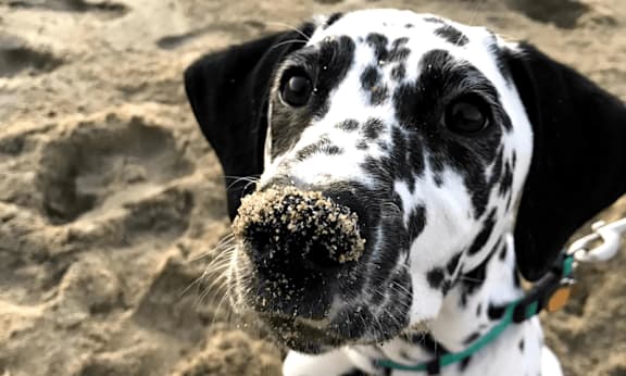 A Dalmatian dog with a black nose is holding a sand ball in its mouth.