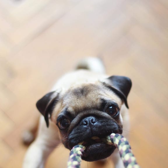 Pet Friendly Community at Cornerstone Apartments