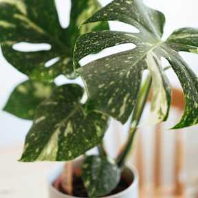 Plant in Apartment at Aurora Apartments, Montana, 59102