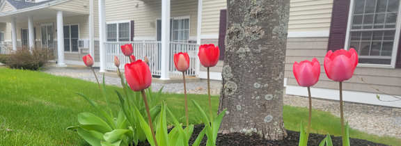 A row of red tulips in front of a building.