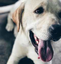 A dog with its tongue out looking at the camera.