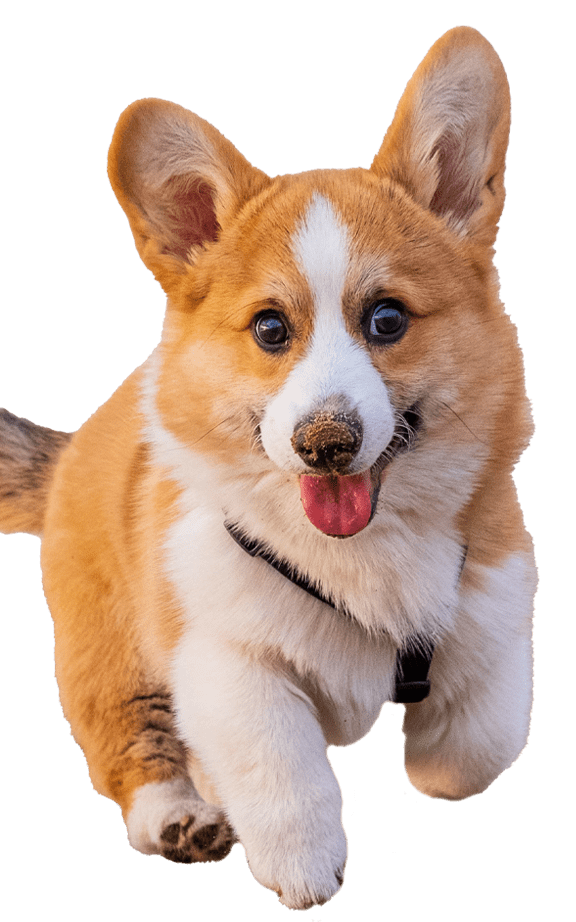 A corgi dog is running with its tongue out.